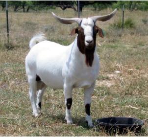 OCRRobertfrnt3