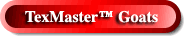 TexMasterBottom